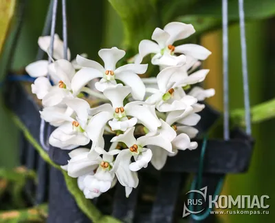 Фаленопсис Гигантея (Phalaenopsis gigantea x sib) детка Каталог орхидей -  фаленопсисов, каттлей, ванд, дендробиумов со всего мира от интернет  магазина Ангелок