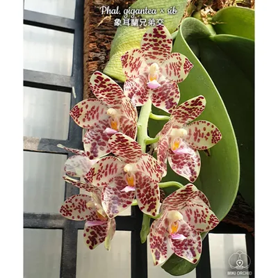 Орхидея Phal. Gigantea × sib - купить, доставка Украина