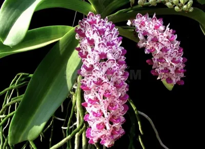 Орхидея Phal. Gigantea Yungho 3,5 - купить, доставка Украина