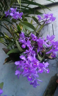 Гигантея орхидея: 1 000 грн. - Сад / огород Киев на Olx