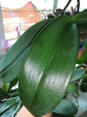 💥Phal. gigantea × sib ✓В... - Orchids Malyzhek.Ukraine | Facebook