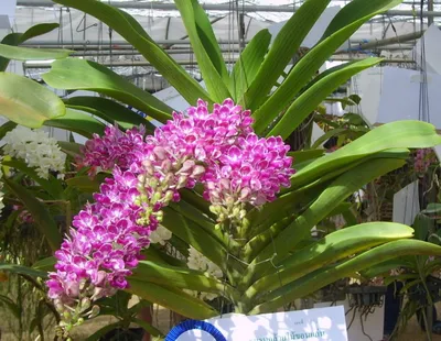 Цветение орхидеи ринхостилис (Rhynchostylis gigantea red) - YouTube
