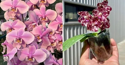 Орхидея Phal. Tetraspis x (Mituo Sun x Gigantea) - купить, доставка Украина