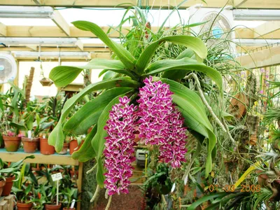 Гигантея орхидея: 1 000 грн. - Сад / огород Киев на Olx