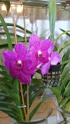 Орхидея Ринхостилис купить МОСКВА от 2500 рублей, доставка