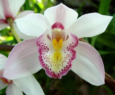 Фаленопсис Гигантея (Phalaenopsis gigantea x sib) детка Каталог орхидей -  фаленопсисов, каттлей, ванд, дендробиумов со всего мира от интернет  магазина Ангелок