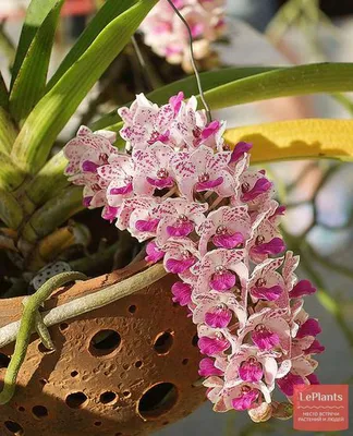Орхидея Phal. Gigantea 1,7 - купить, доставка Украина