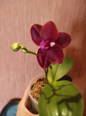 Орхидея Ринхостилис купить МОСКВА от 2500 рублей, доставка