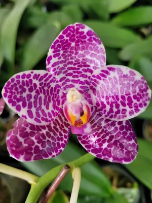 Phalaenopsis gigantea и другие! - YouTube