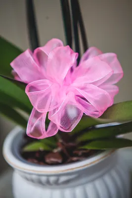 Орхидея ринхостилис советы за уходом в домашних условиях | Growbox