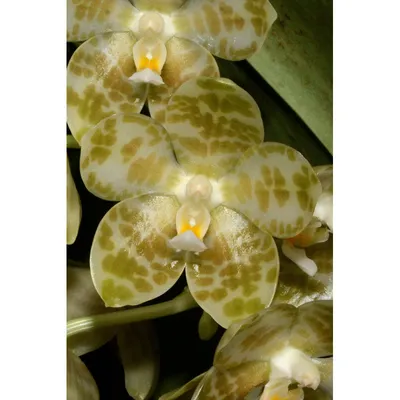 Phal. Mituo Sun x gigantea / Орхидеи