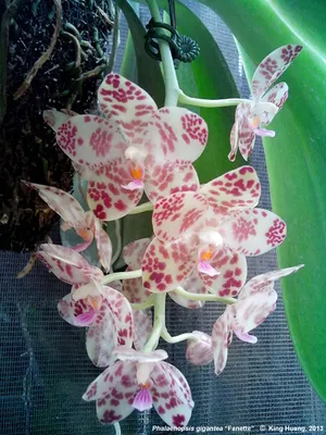 Орхидея с бантом - Jardin LILLED
