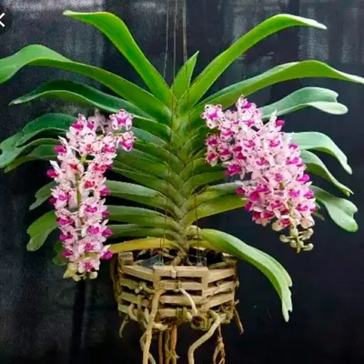 Орхидея Гигантский фаленопсис купить в магазине цветов Мандарин