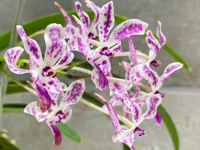 Купить набор каттеров орхидея Ринхостилис гигантея