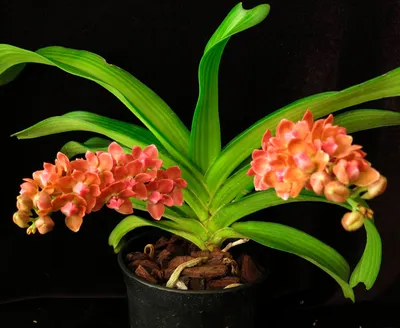 Купить набор резаков орхидея ринхостилис гигантея (размер l) (02-0076) по  низкой цене с гарантией