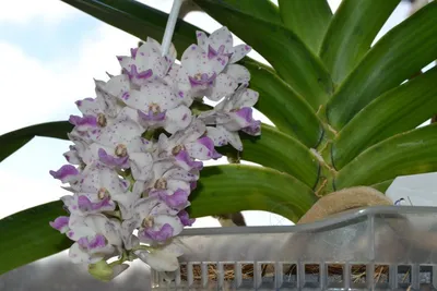Большие орхидеи: 5 самых крупных и высоких сортов - описание и интересные  факты