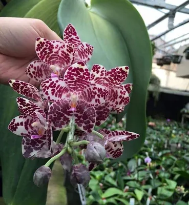 💥Phal. gigantea × sib ✓В... - Orchids Malyzhek.Ukraine | Facebook