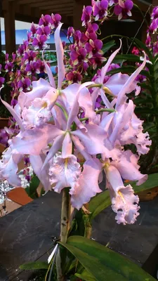 Дикие орхидеи в саду - 50 фото