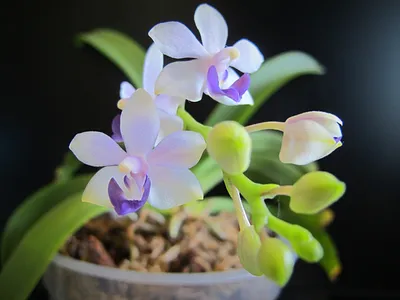3 вещи, на которые нужно обращать внимание при выборе орхидеи для дома |  Новости | Интернет-магазин орхидей и декоративных цветов в Москве. У нас вы  можете купить орхидеи с доставкой.