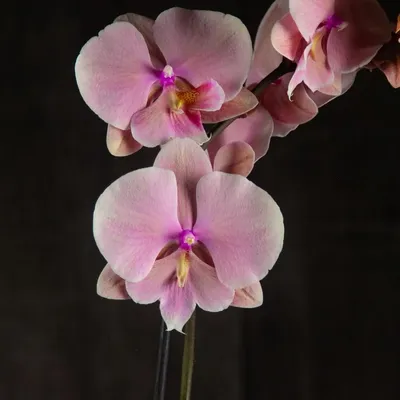 💥Phal. gigantea × sib ✓В... - Orchids Malyzhek.Ukraine | Facebook