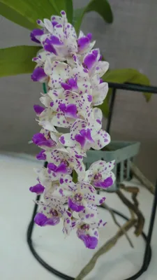 Орхидея Phal. Gigantea x sib 3,5 - купить, доставка Украина