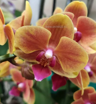 Орхидея грация фото фотографии