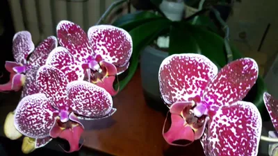 Орхидея Фаленопсис Ягуар 2ств. 12*60, живое комнатное растение в горшке —  купить в интернет-магазине по низкой цене на Яндекс Маркете