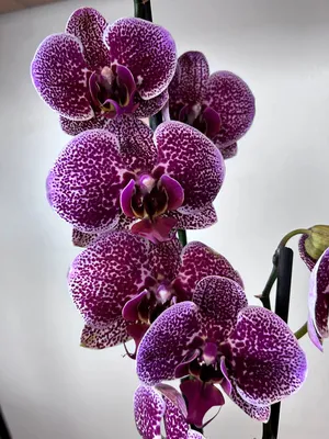 🤩💤⚡Уценка на Ягуар... - Дикая Орхидея Продажа орхидей Украина | Facebook