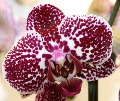 Орхидея Ягуар: фото и подробное описание гибрида, особенности цветения,  посадки и размножения растения, а также правила ухода в домашних условиях
