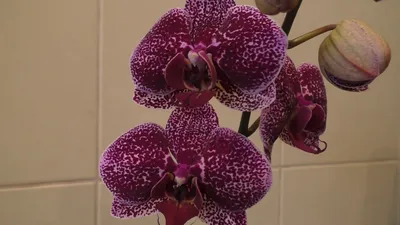 Орхидея Jaguar - OrchidSale