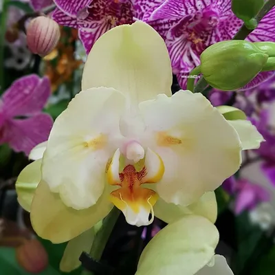 купить орхидею Фаленопсис Ягуар Москва от 4130 рублей, доставка