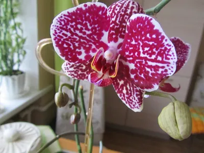 Орхидея ягуар - 68 фото