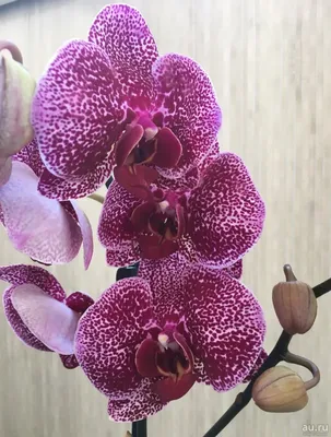 Flora Life on X: \"Орхидея Дикий Кот😍 https://t.co/Cqjm7QL5Tl\" / X