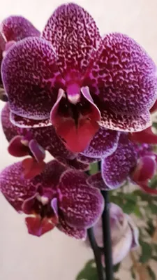 Ягуар орхидея - 71 фото