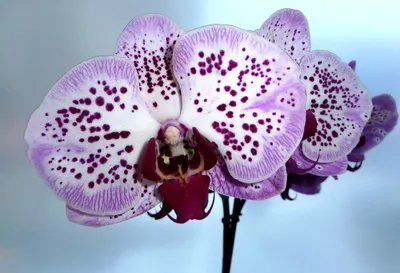 Пересадка орхидеи фаленопсис \"Ягуар\" | Цветы Татьяны | Дзен
