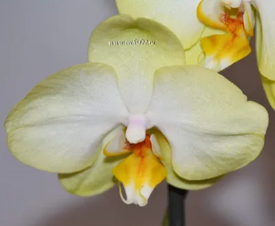 Орхидея джевел - 69 фото