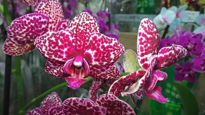 Орхидея Бабочка: особенности, сорта, домашний уход | Цветница | Дзен