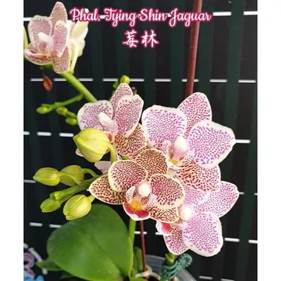Орхидея Phalaenopsis Golden Jaguar