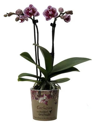 Орхидея Phalaenopsis Jaguar (отцвел)