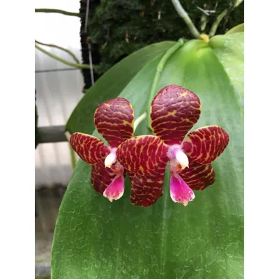Орхидея фаленопсис ягуар 12/60 по цене 2 999 руб. - Интернет-магазин Liodoro