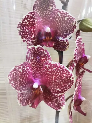Интересное про орхидеи! 🌺🌺🌺 | Елена Л. | Дзен