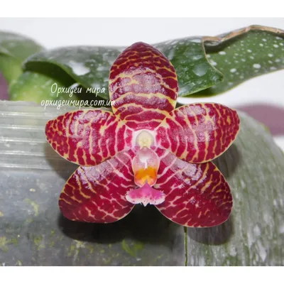 Орхидея Phal. Red Jaguar 1,7 - купить, доставка Украина