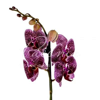 Купить орхидею Фаленопсис Ягуар (Yaguar) с доставкой по Украине.
