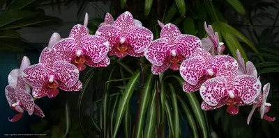 Обзор покупки орхидеи Ягуар - YouTube