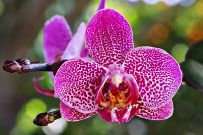Phal. Golden Jaguar | Орхидеи, Орхидея, Растения