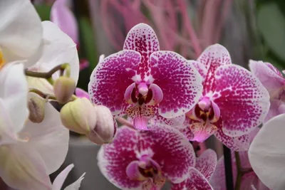 Орхидея в африке - 59 фото