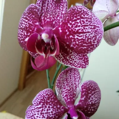 Phalaenopsis no ID 💔🐾💛 phl-418 Цена, наличие и оформление заказа 👣➡️  www.orchid22.ru (в шапке профиля кликабельная ссылка) #орхидея… | Instagram
