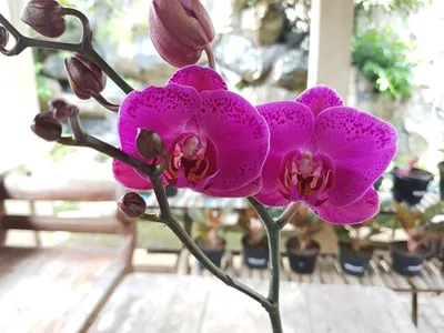 Орхидея Phal. Yara - купить, доставка Украина