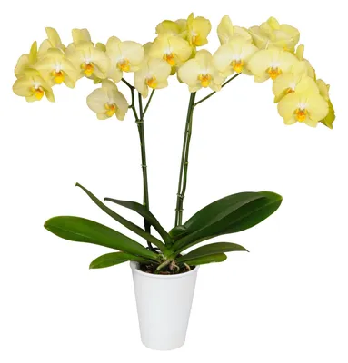Орхидея Phal. Golden Yaguar бабулетка - купить, доставка Украина