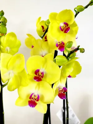Орхидея дебора (42 фото) - 42 фото